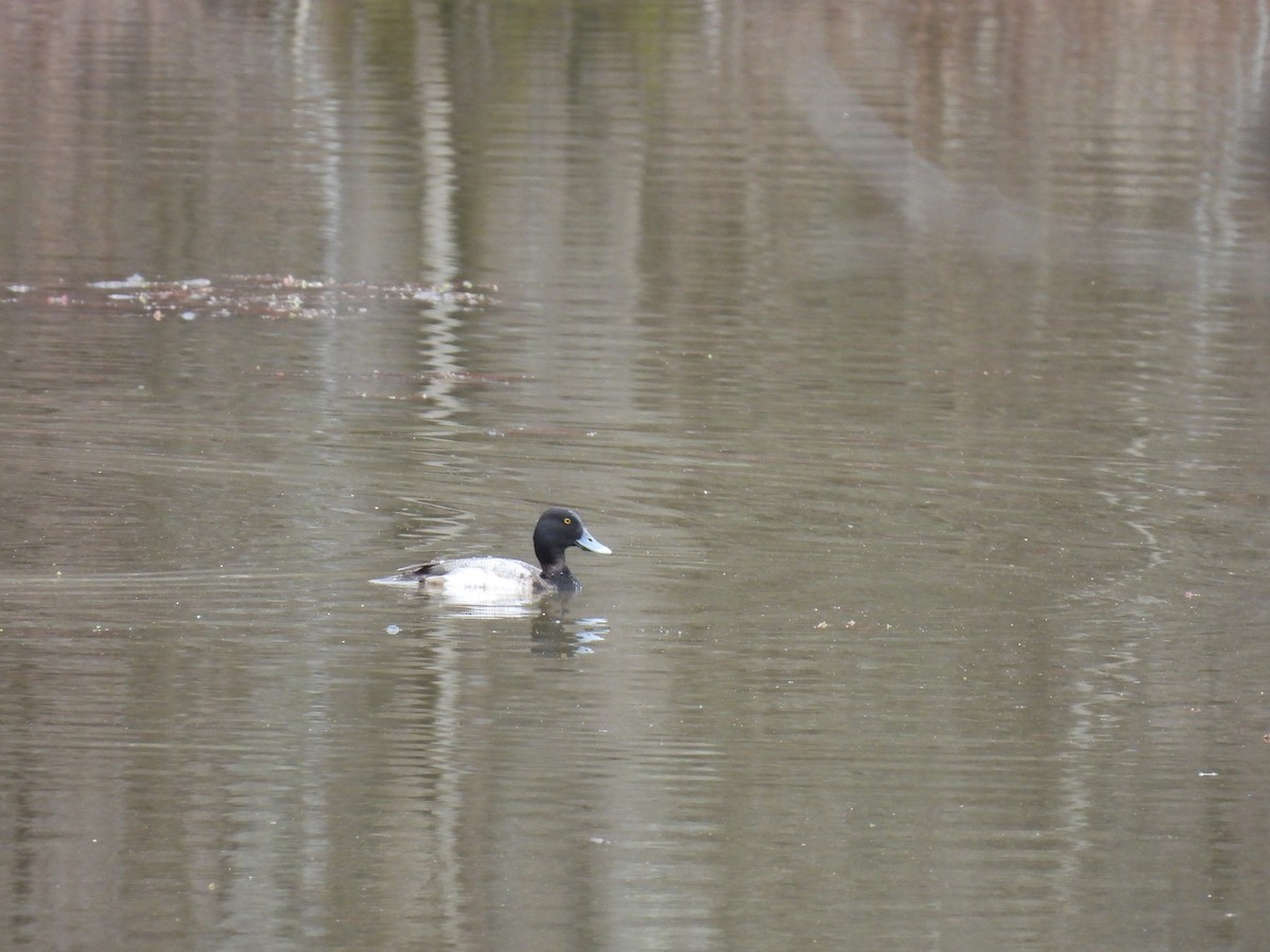 Greater Scaup - ML614091477