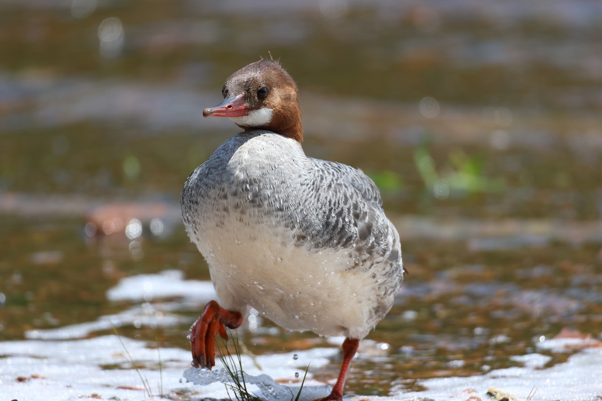 Common Merganser - Tom Kolean