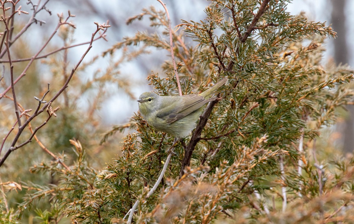 Orange-crowned Warbler - ML614091614