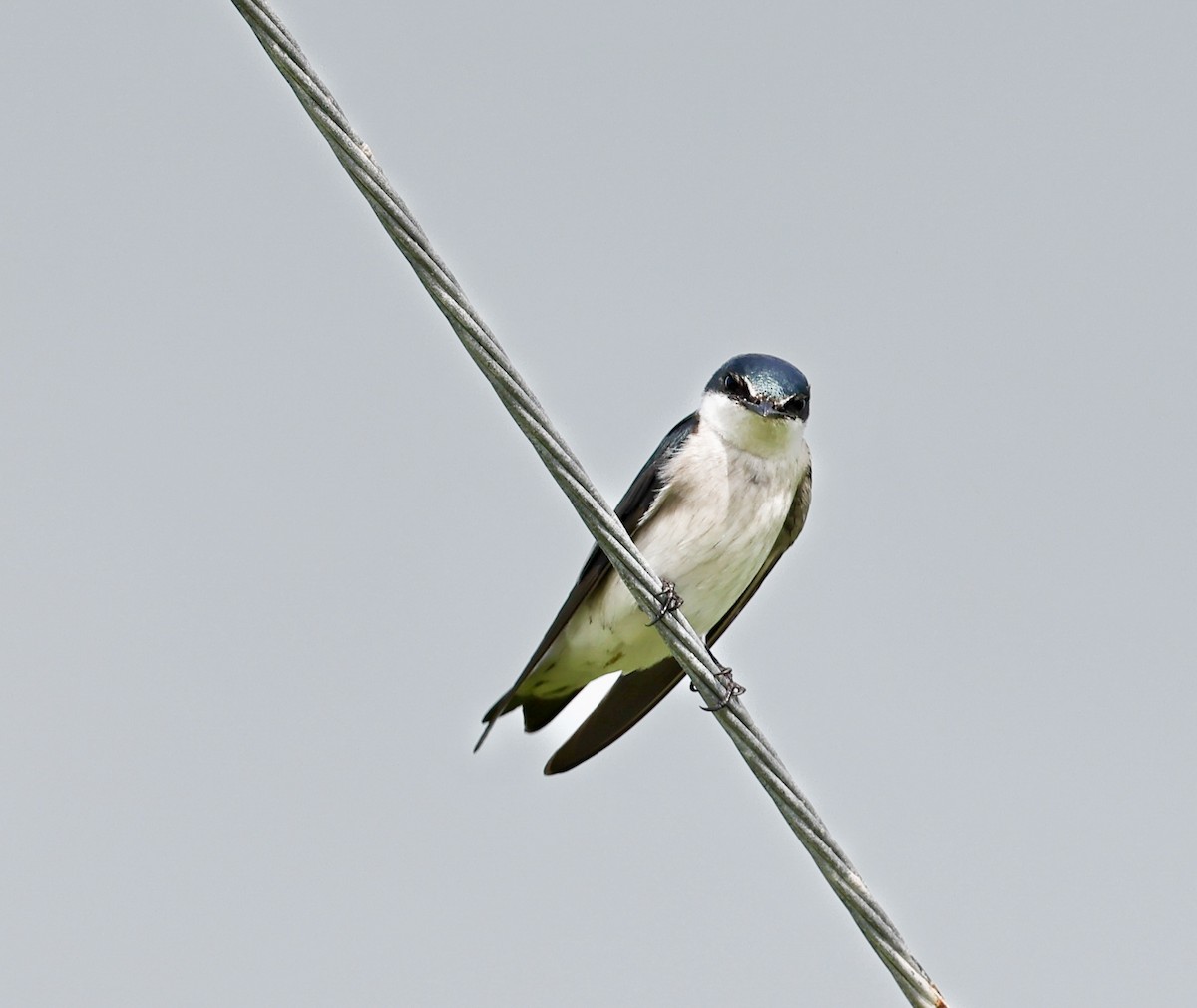 Mangrove Swallow - Jocelin Hackathorn