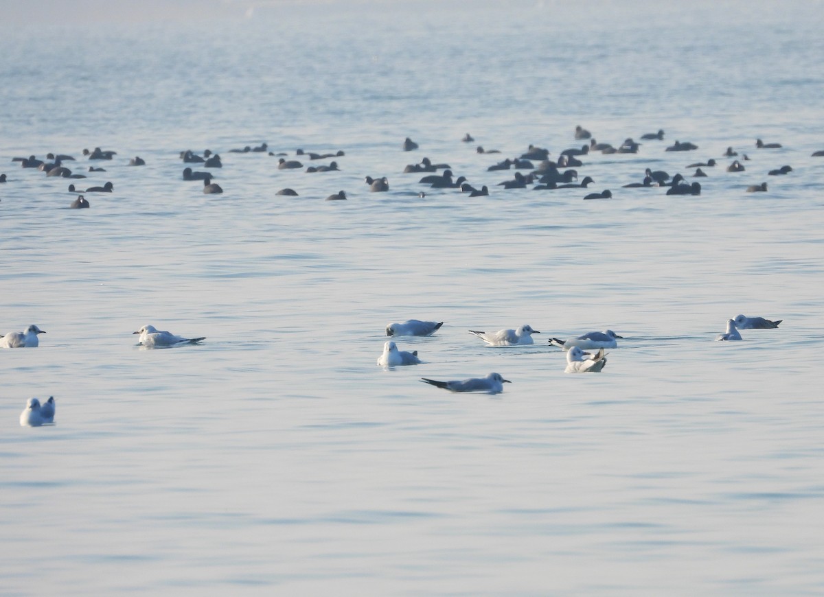 Mouette rieuse - ML614091624