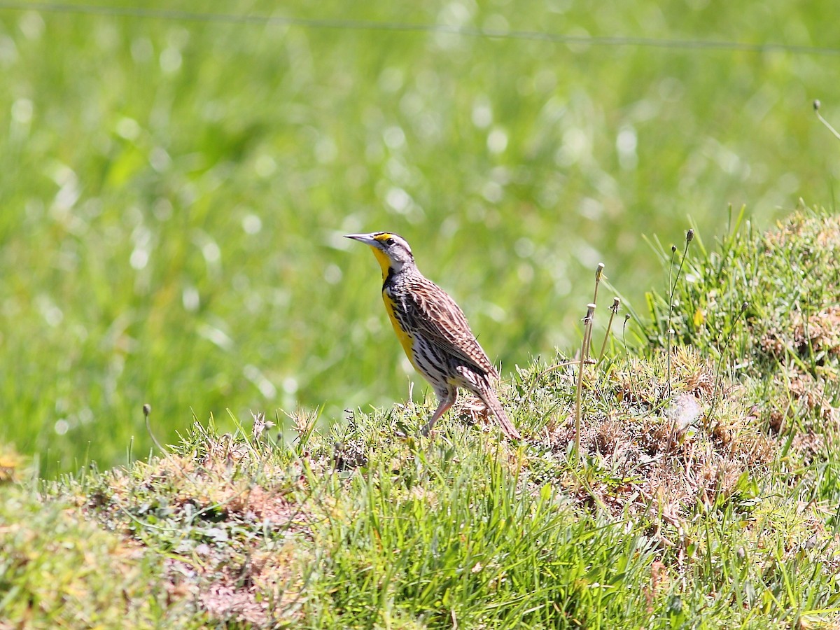 Eastern Meadowlark - ML614091669