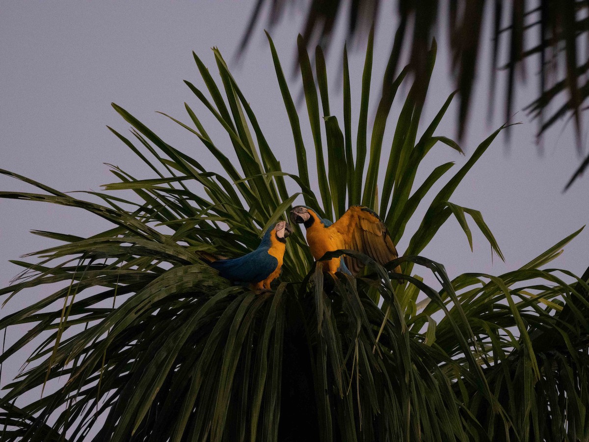 Blue-and-yellow Macaw - ML614091683