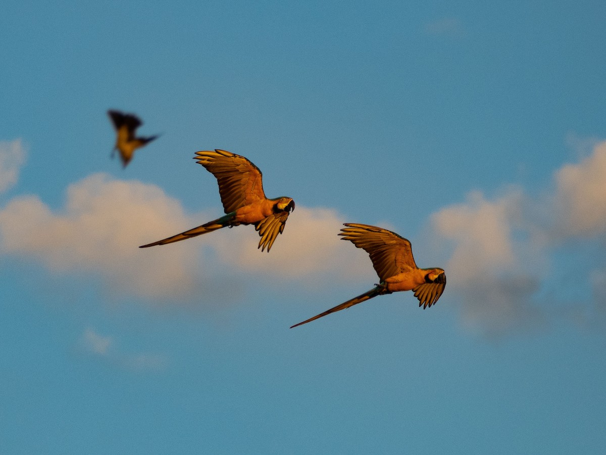 Blue-and-yellow Macaw - ML614091685