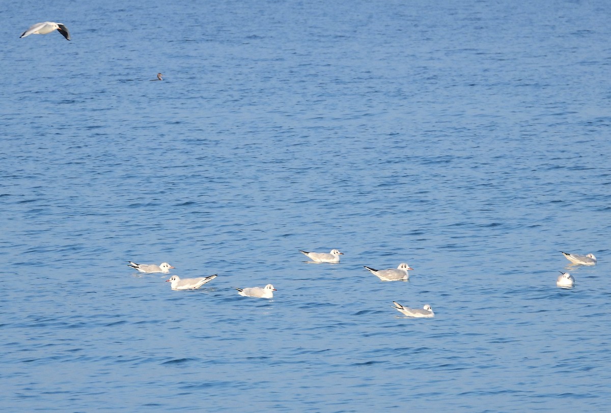 Black-headed Gull - Francesco Barberini