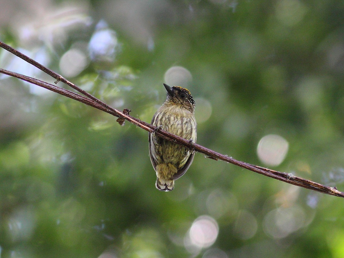 Olivaceous Piculet - ML614091713