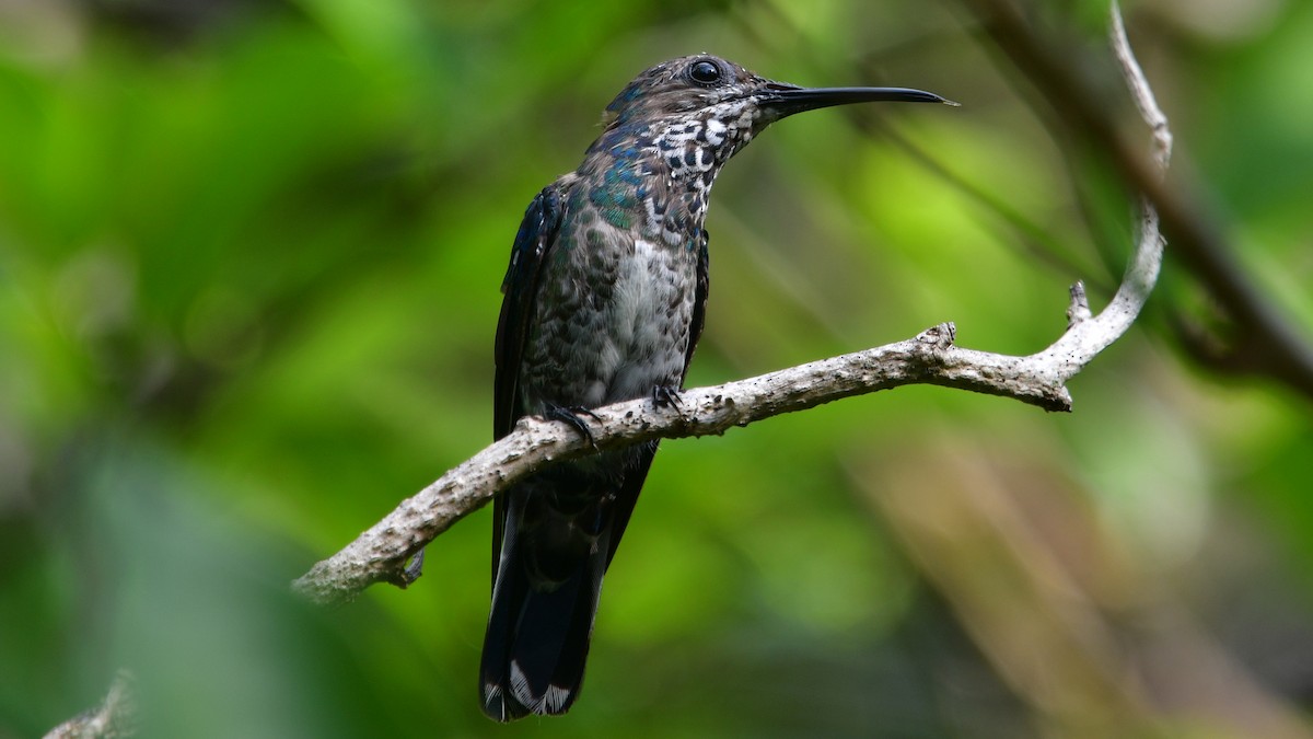 Colibrí Nuquiblanco - ML614091748