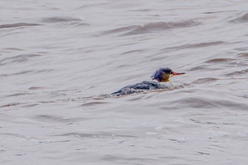 Common Merganser - Mike Birmingham