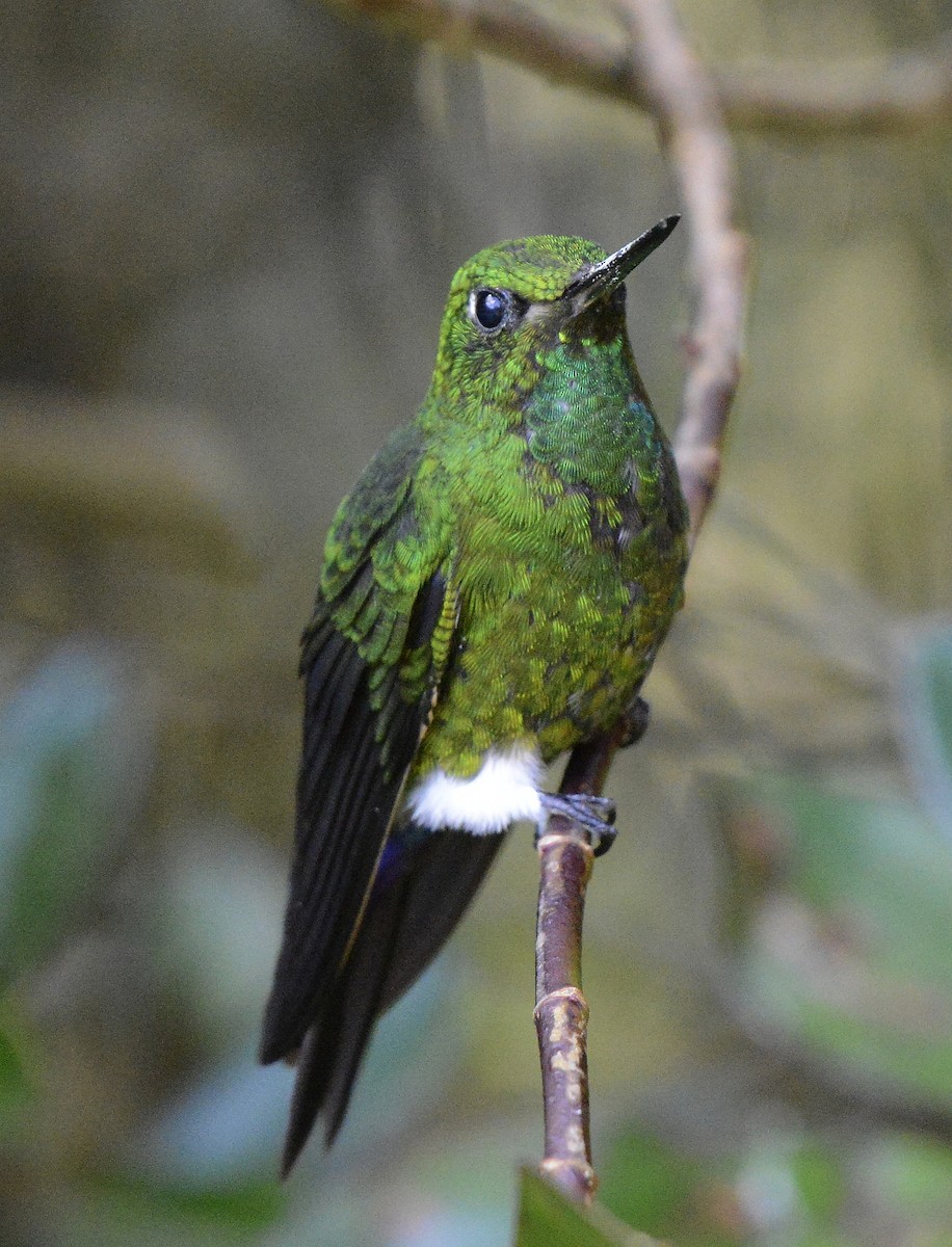 Coppery-bellied Puffleg - Bill Elrick