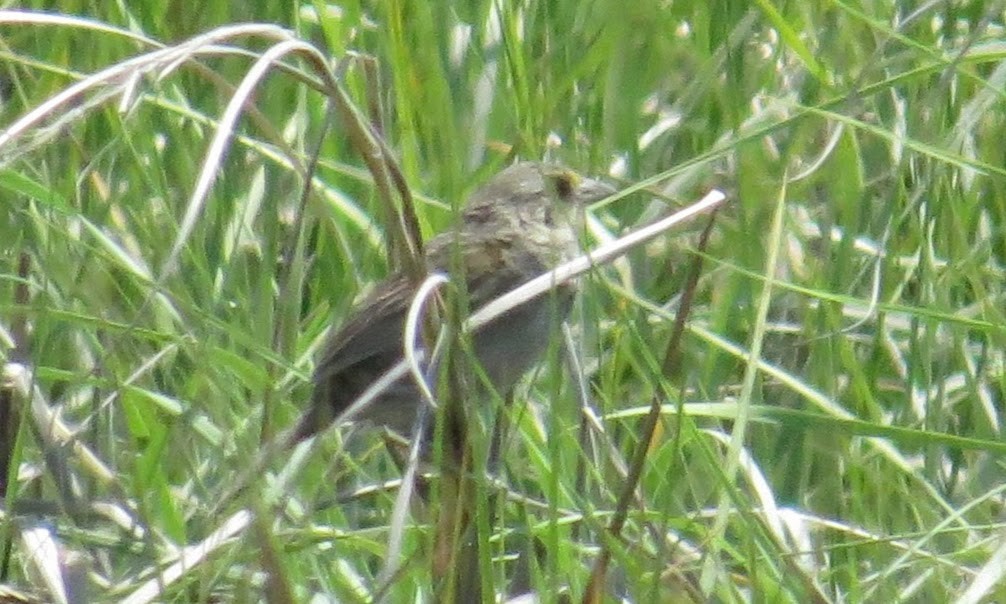 Seaside Sparrow - ML61409181