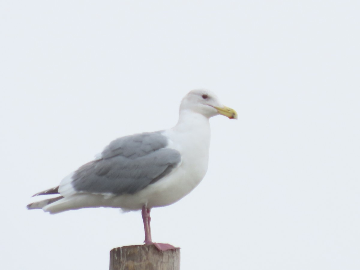 Gaviota Californiana - ML614091883