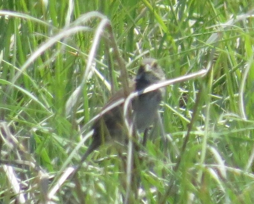 Seaside Sparrow - ML61409201