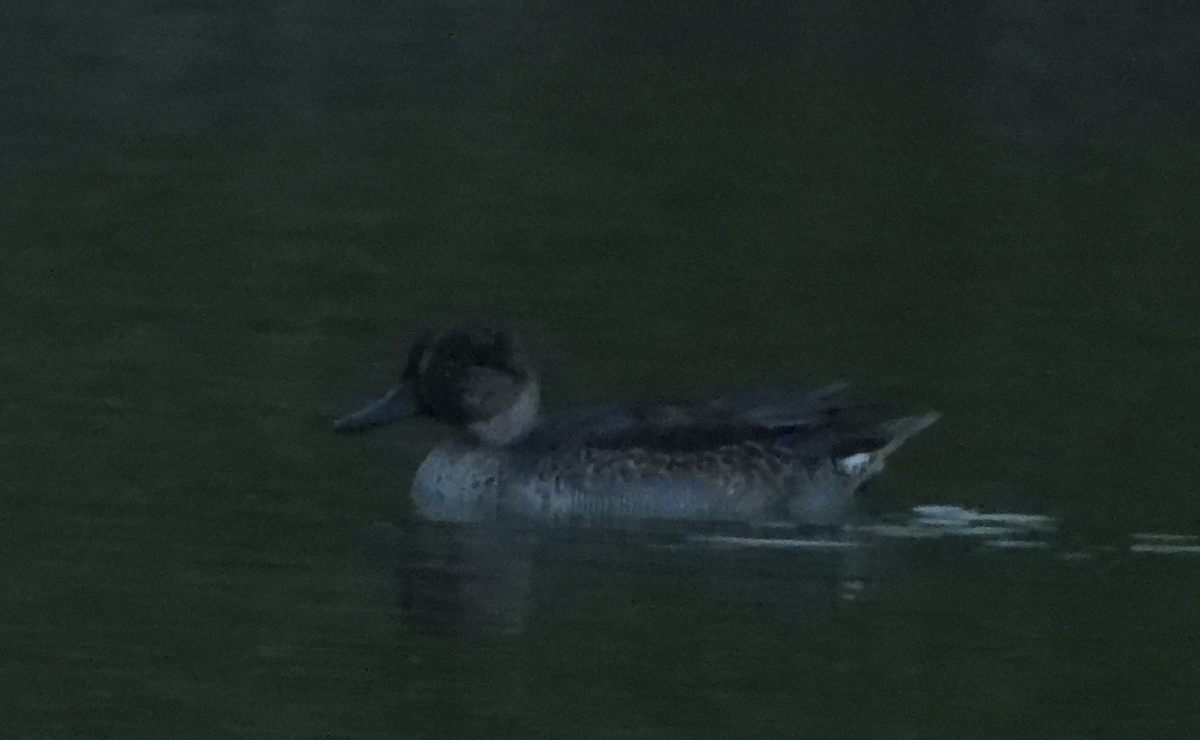 Green-winged Teal - ML614092111