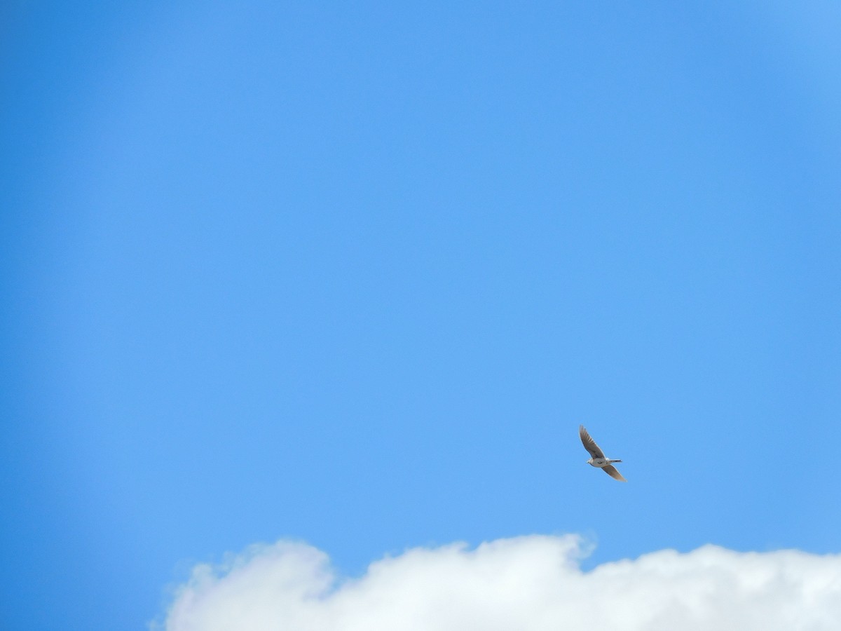 Eurasian Skylark - ML614092152