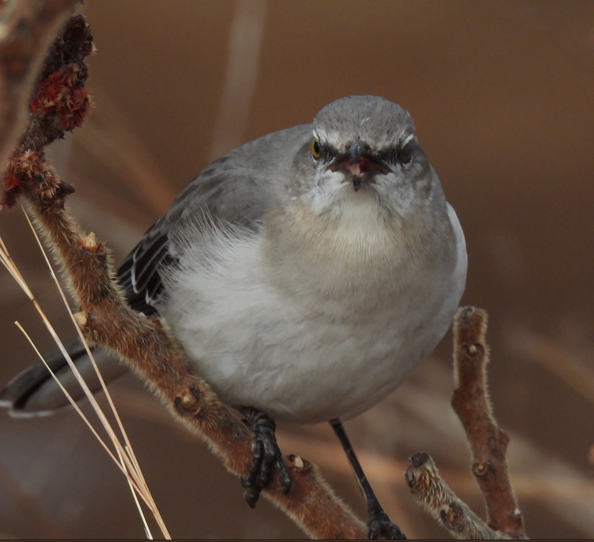 Northern Mockingbird - ML614092188