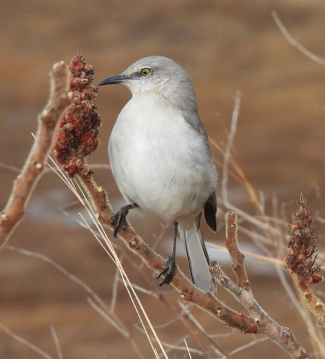 Northern Mockingbird - ML614092191