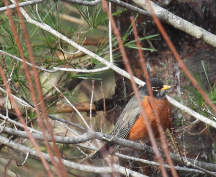 American Robin - ML614092196