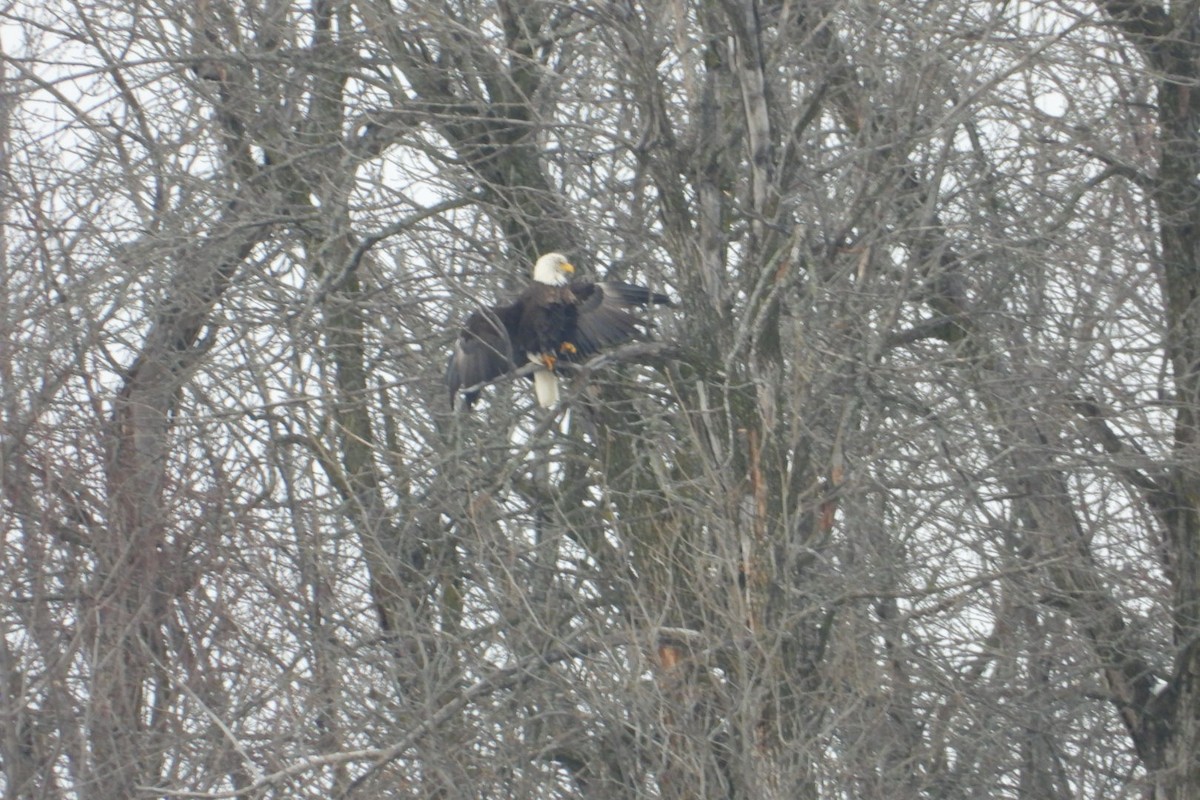 Bald Eagle - ML614092219