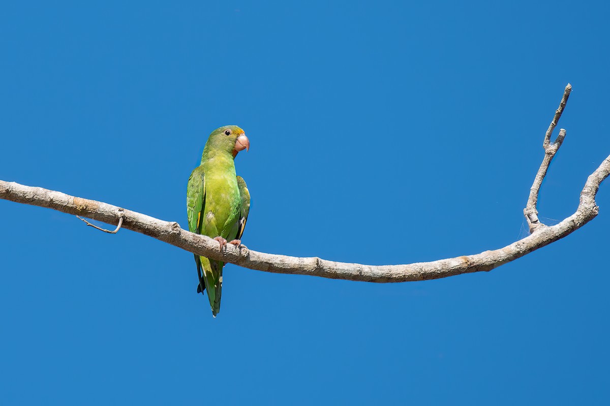 Golden-winged Parakeet - Marcelo  Telles