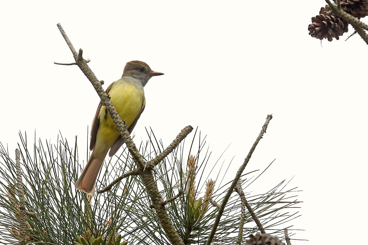 Great Crested Flycatcher - ML614092335