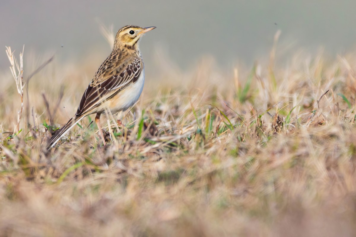 Richard's Pipit - ML614092351