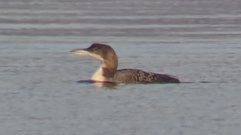 Common Loon - ML614092378