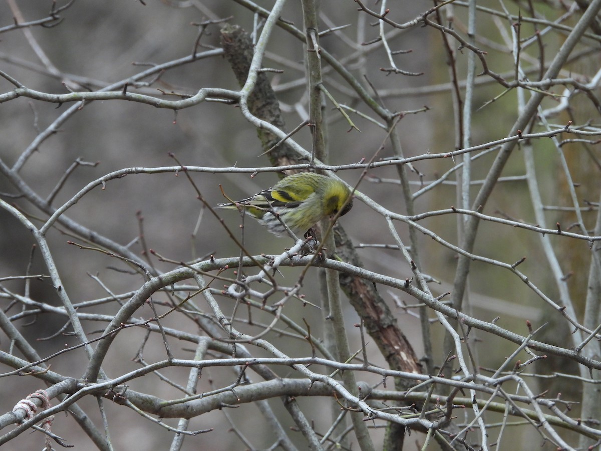 Eurasian Siskin - ML614092415