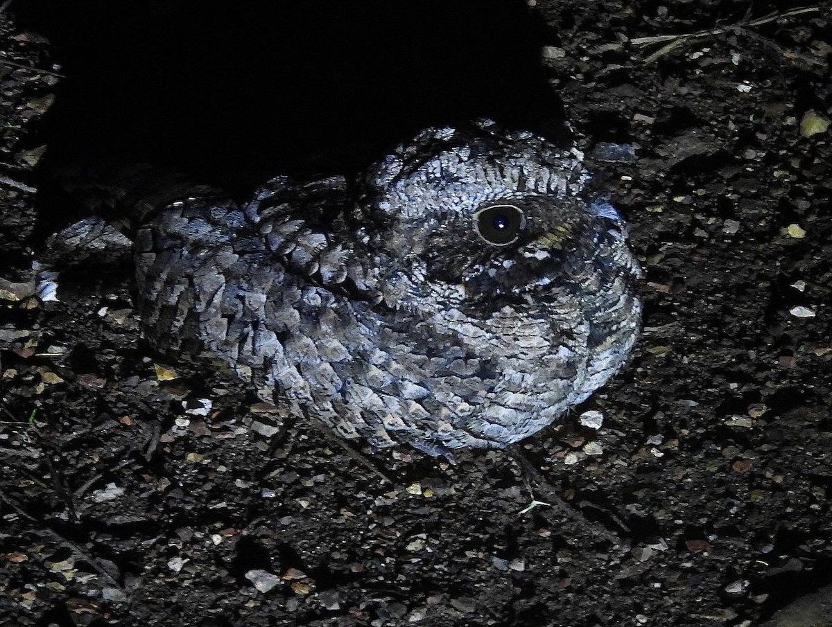 Common Poorwill - ML614092422