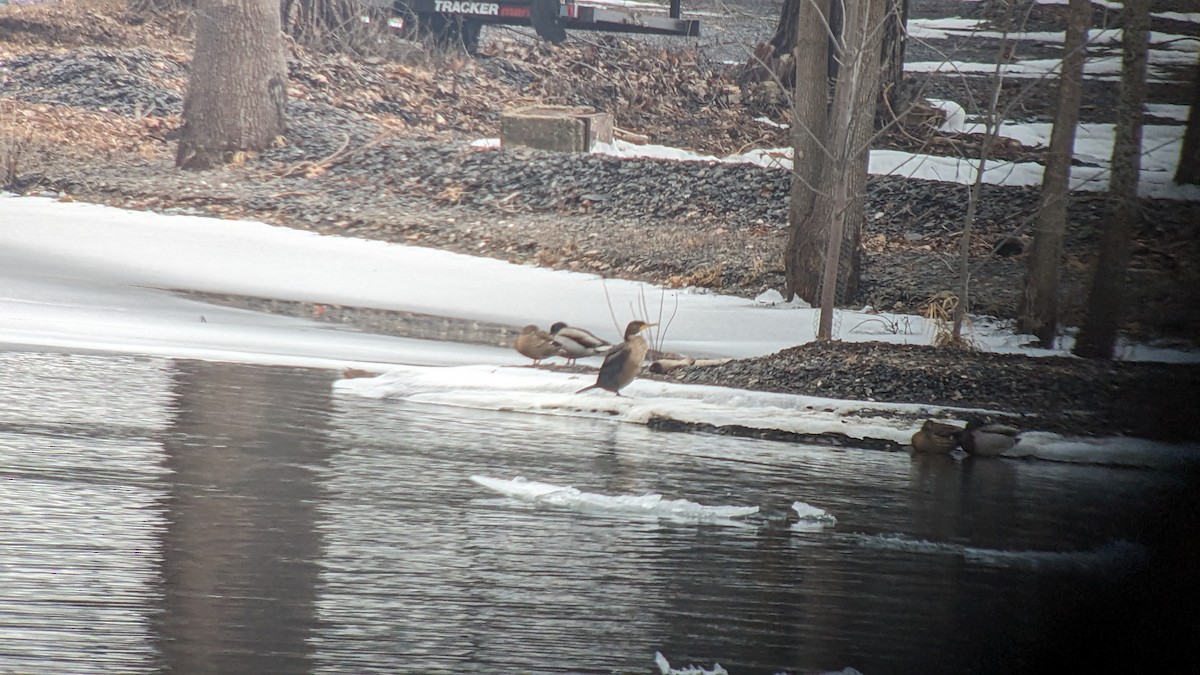 Double-crested Cormorant - ML614092479