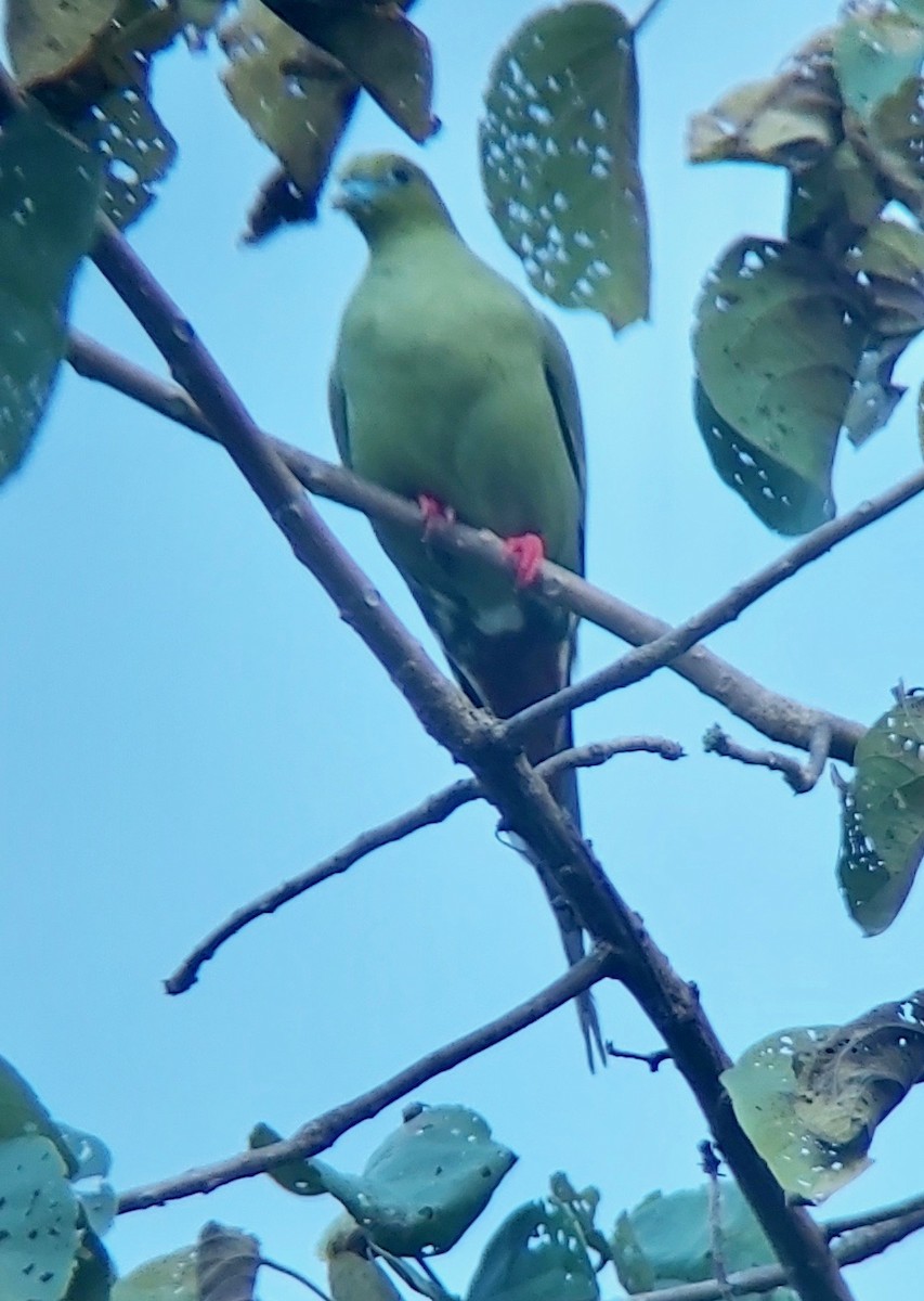 Pin-tailed Green-Pigeon - ML614092499