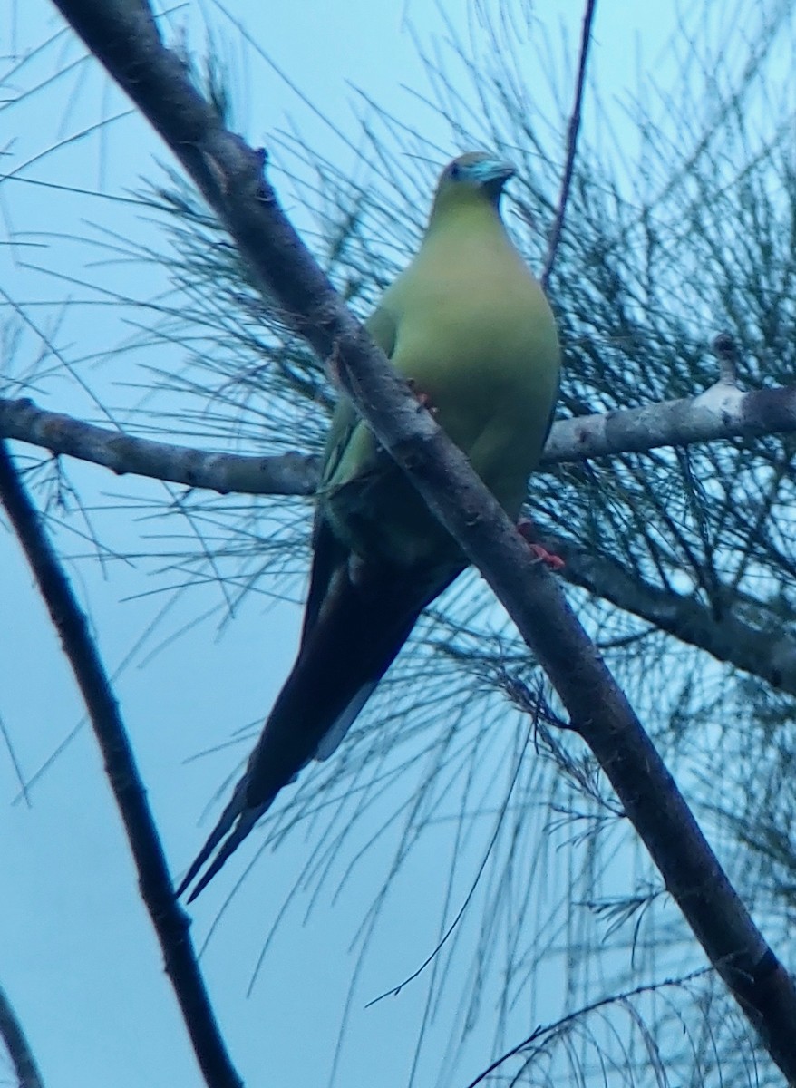 Pin-tailed Green-Pigeon - ML614092500