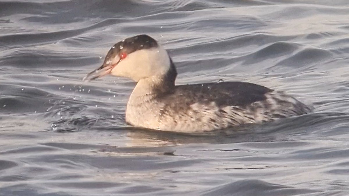 Horned Grebe - ML614092514