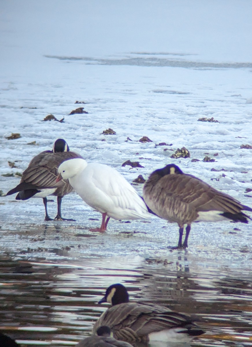 Ross's Goose - ML614092607