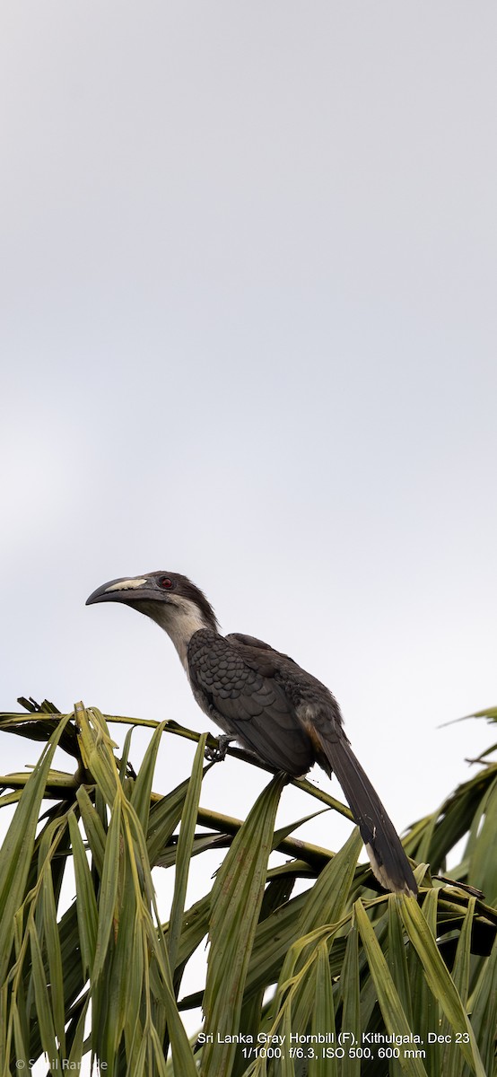 Sri Lanka Gray Hornbill - ML614092720