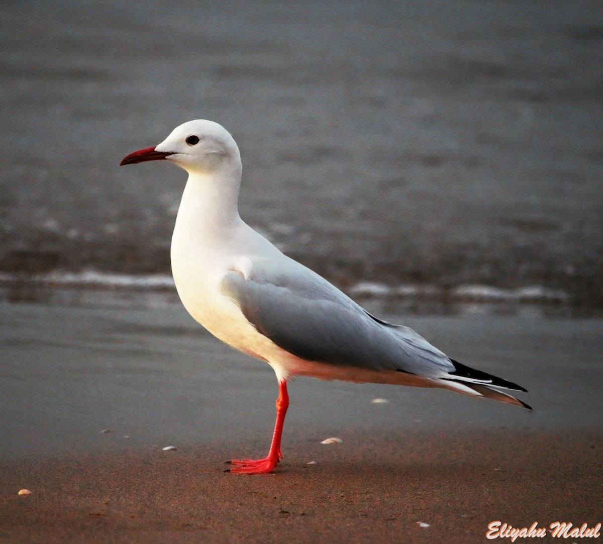 Slender-billed/Black-headed Gull - ML614092755