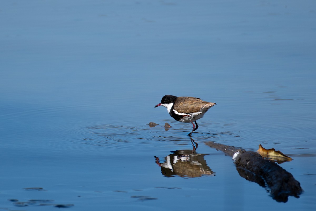 Red-kneed Dotterel - ML614092765