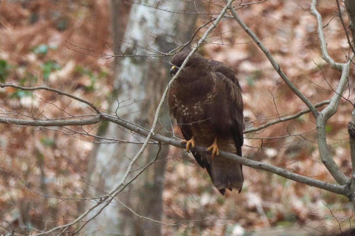 Common Buzzard - ML614092799