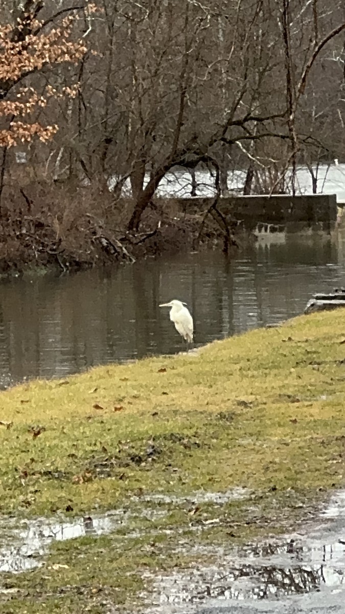 Great Blue Heron (Great White) - ML614092806