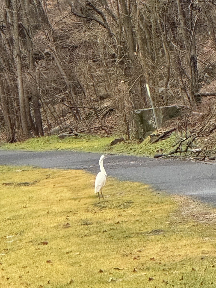 Great Blue Heron (Great White) - ML614092808