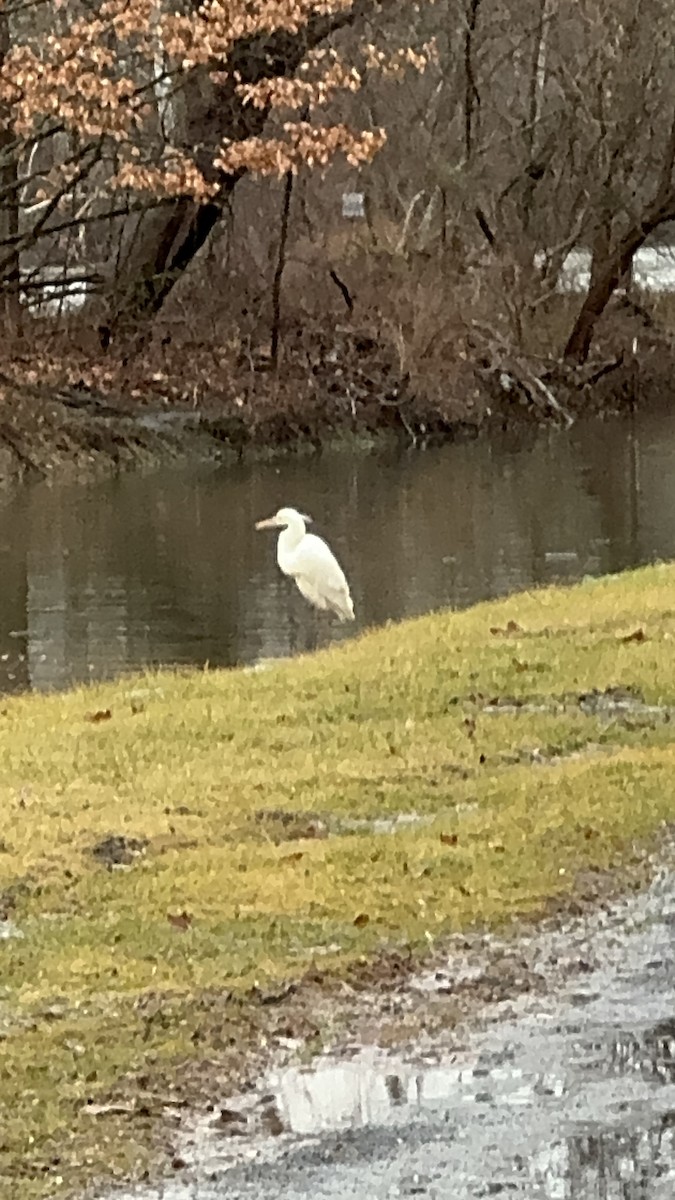 Great Blue Heron (Great White) - ML614092809