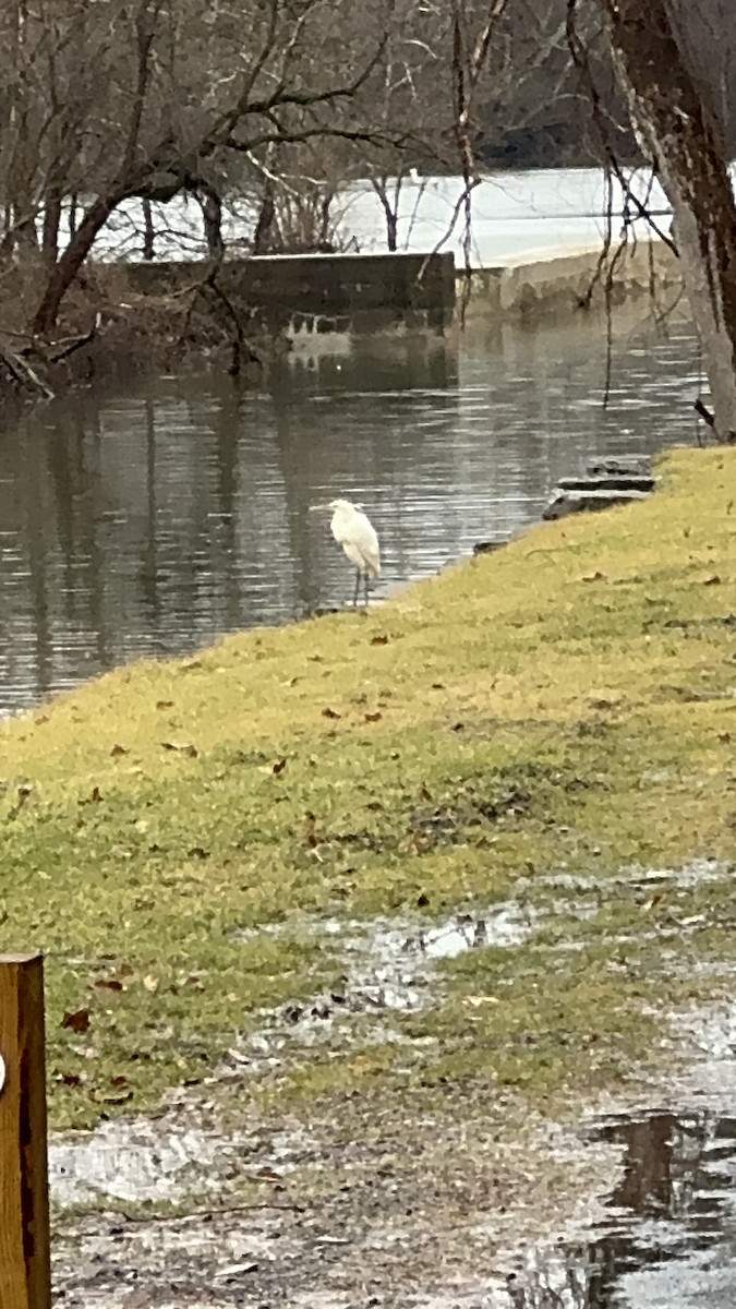 Great Blue Heron (Great White) - ML614092810