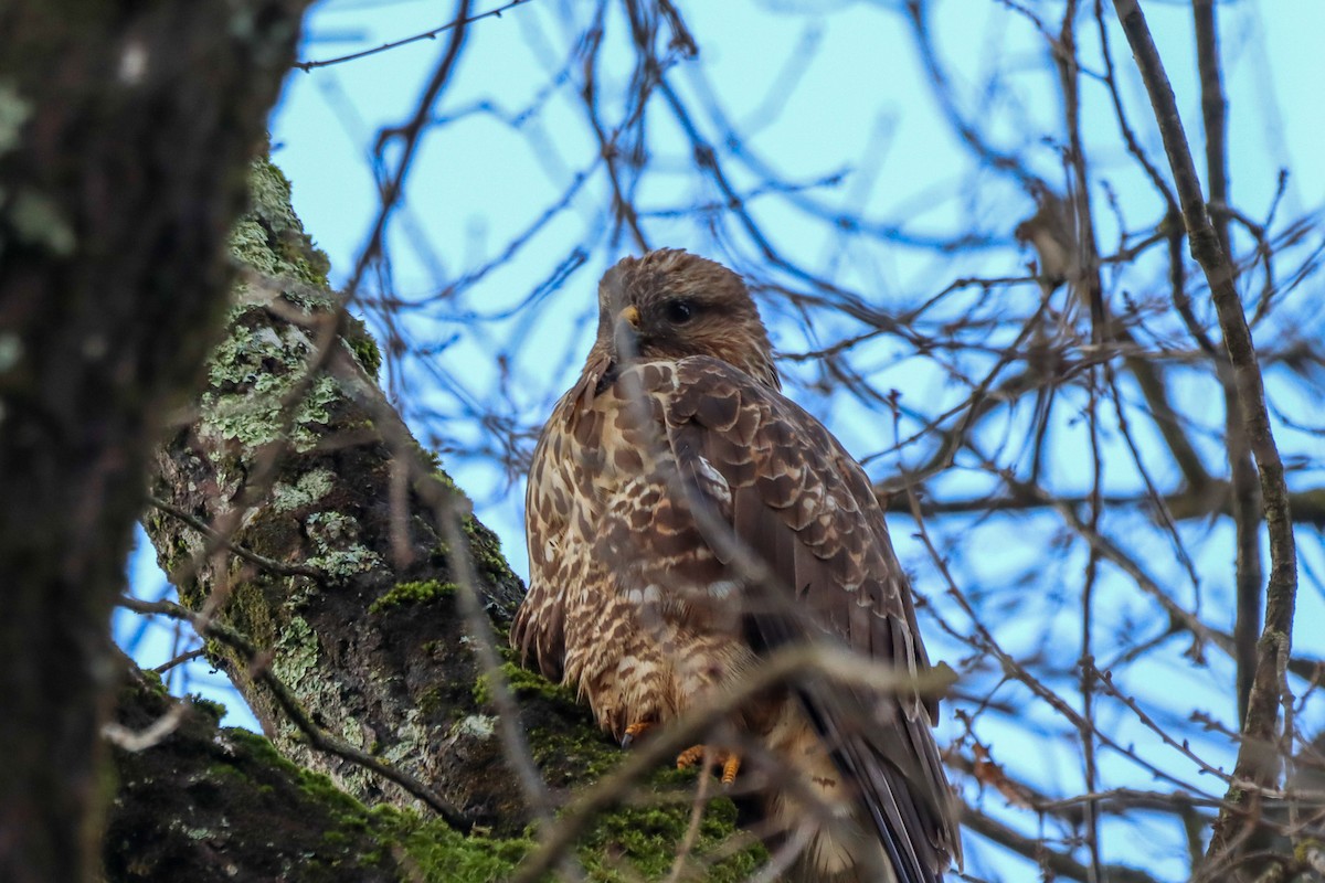 Common Buzzard - ML614092815