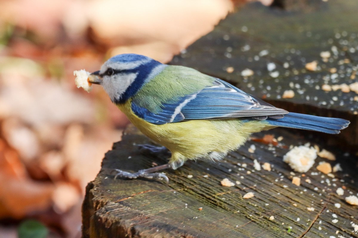 Eurasian Blue Tit - ML614092834