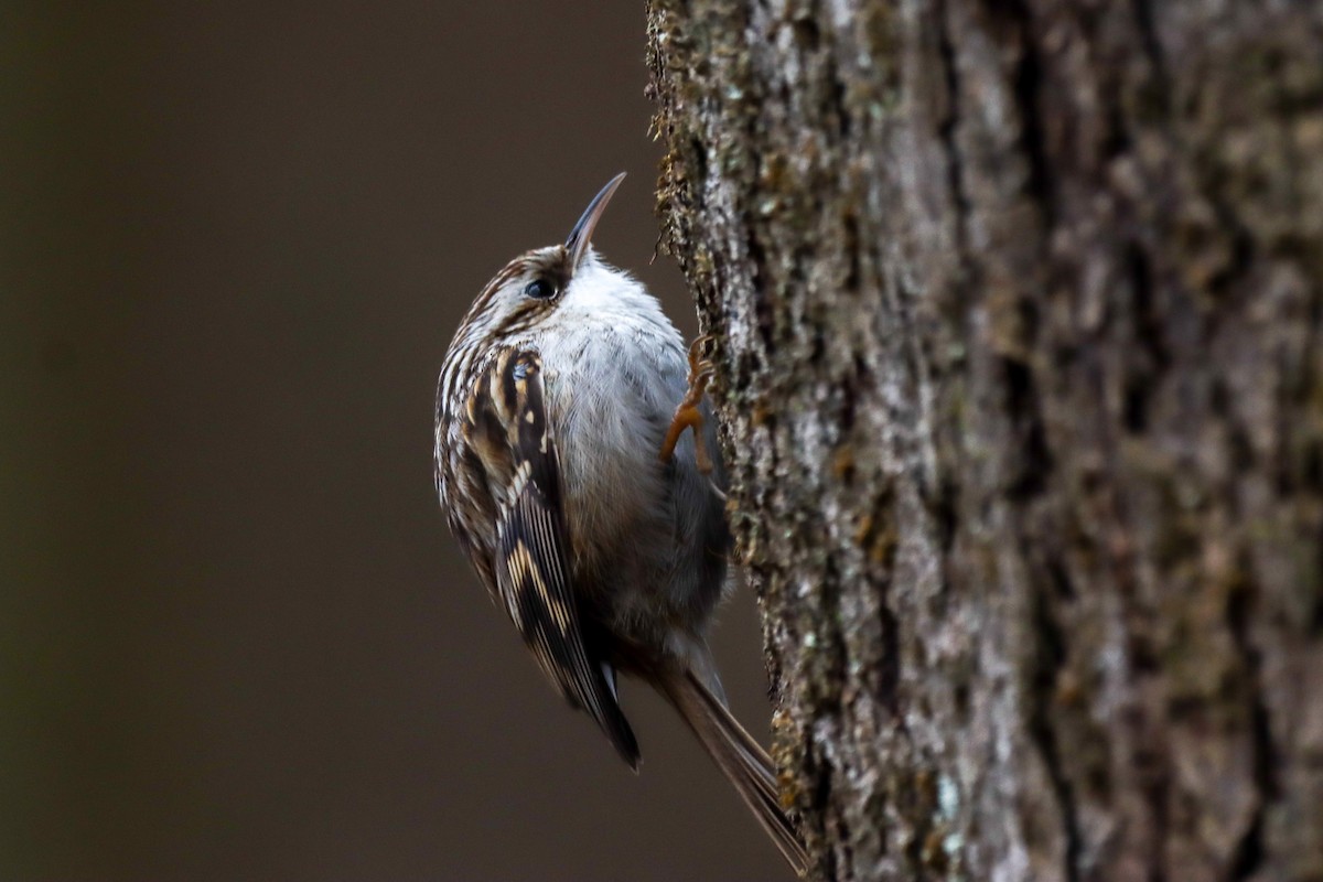 Short-toed Treecreeper - ML614092853