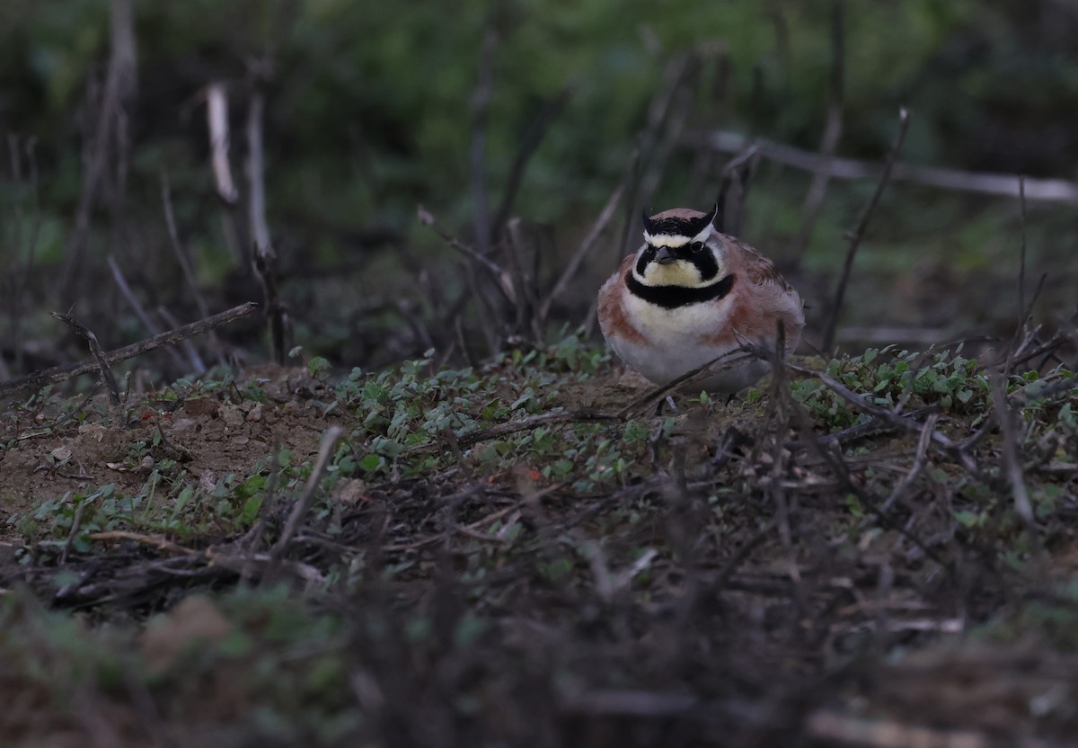 Horned Lark - ML614092876