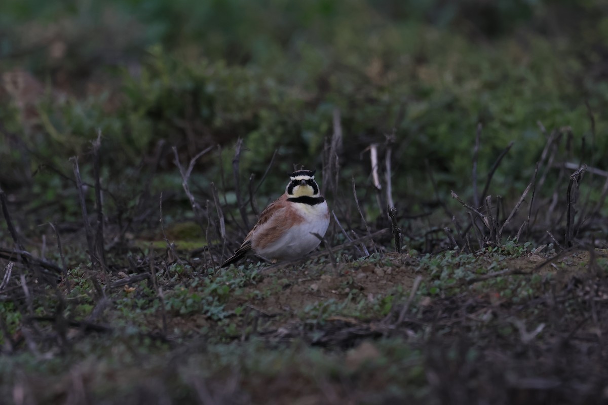 Horned Lark - ML614092877