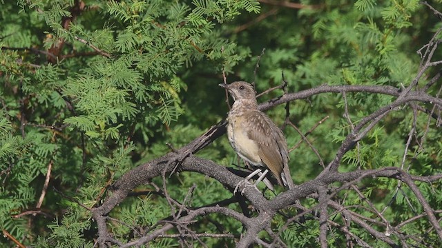 Creamy-bellied Thrush - ML614092882