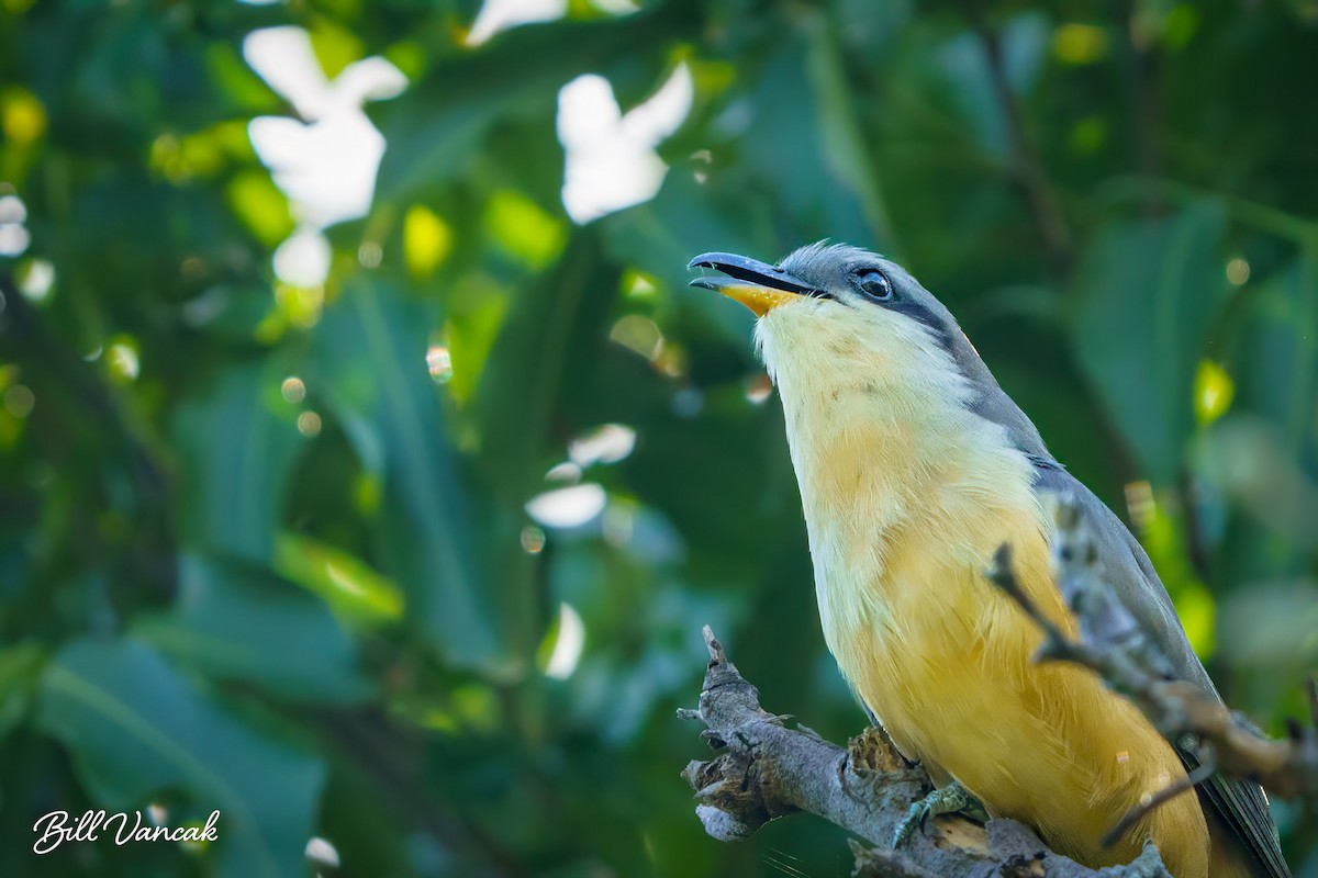 Mangrove Cuckoo - ML614092883