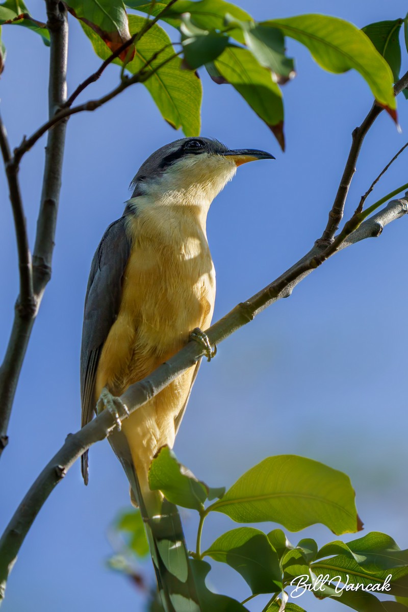 Mangrove Cuckoo - ML614092884