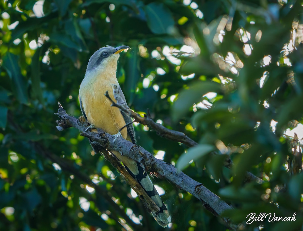 Mangrove Cuckoo - ML614092885